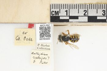 Media type: image;   Entomology 785683 Aspect: Labels